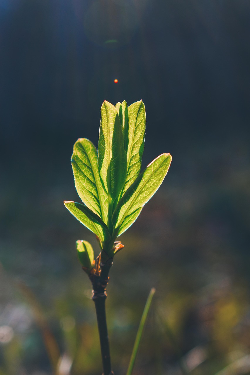 sun, green, letter, nature, forest, light, vika gera, blue letter